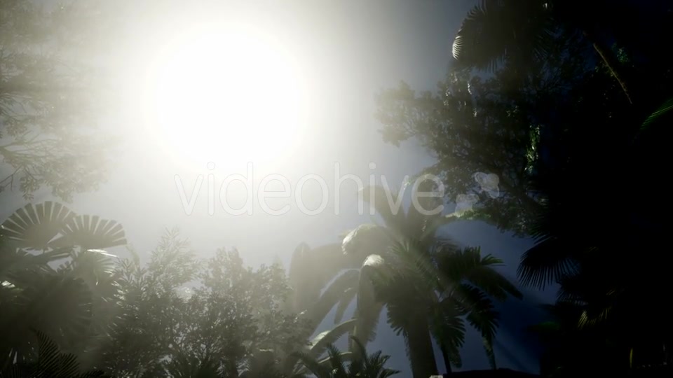 Sunset Beams Through Palm Trees - Download Videohive 21441150