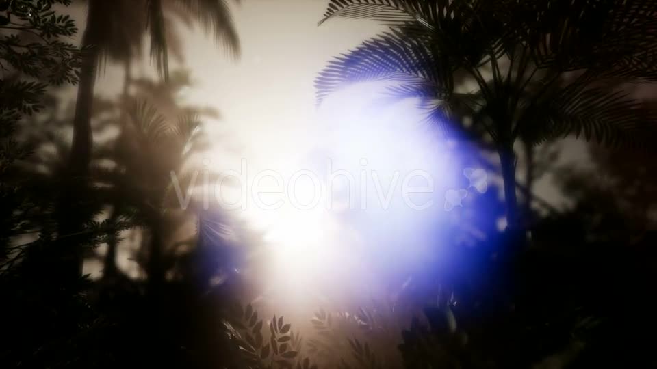 Sunset Beams Through Palm Trees - Download Videohive 21485367