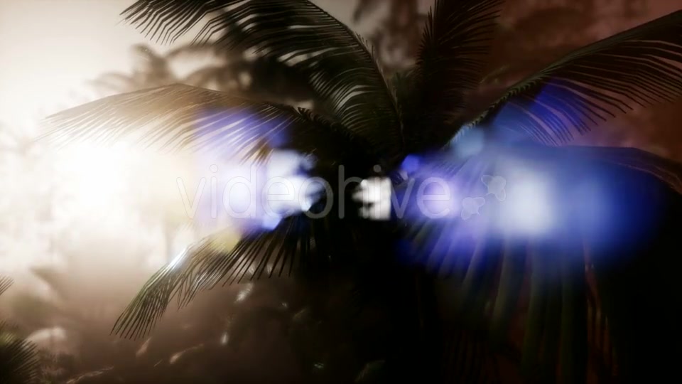 Sunset Beams Through Palm Trees - Download Videohive 21485367