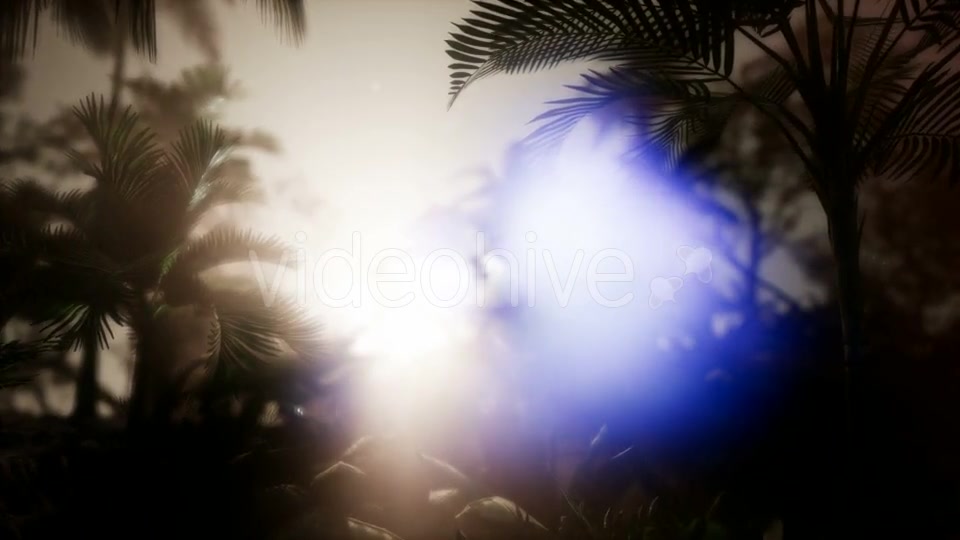 Sunset Beams Through Palm Trees - Download Videohive 21485367