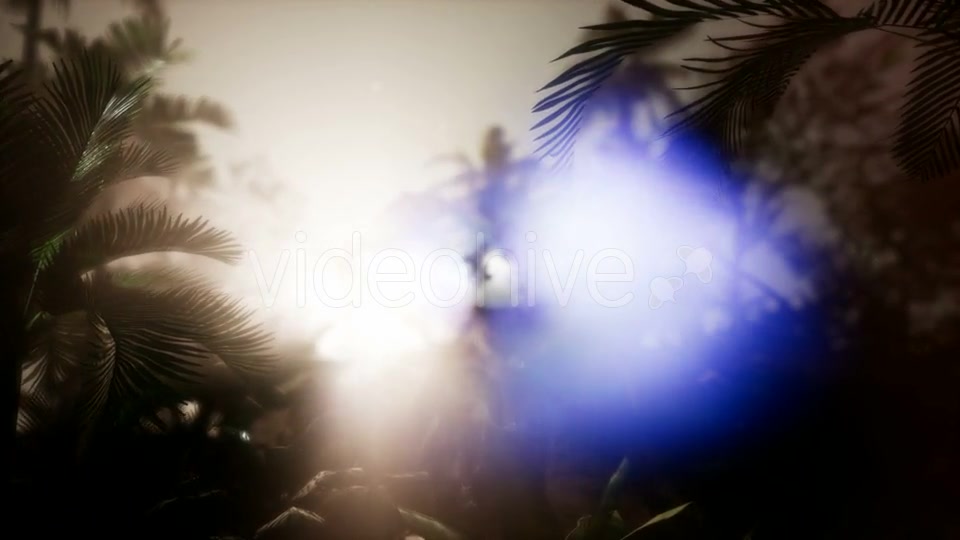 Sunset Beams Through Palm Trees - Download Videohive 21485367