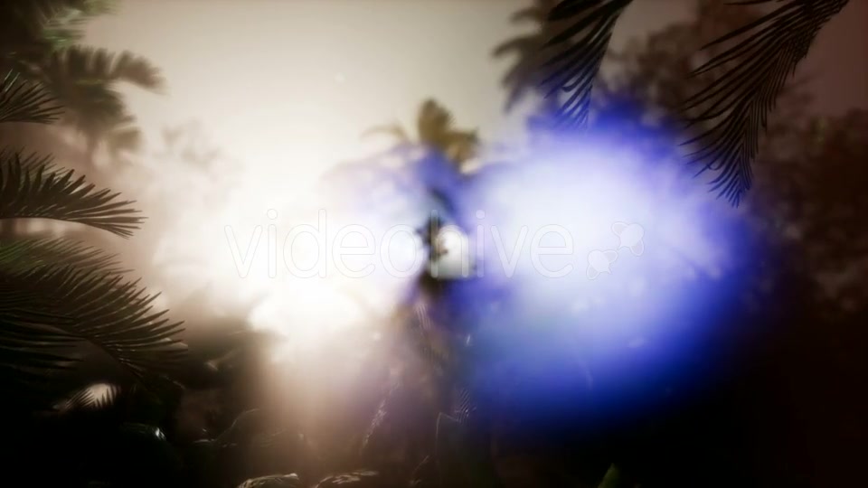 Sunset Beams Through Palm Trees - Download Videohive 21485367