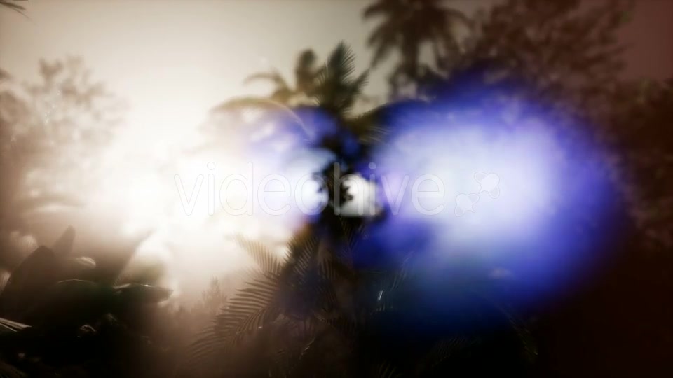 Sunset Beams Through Palm Trees - Download Videohive 21485367