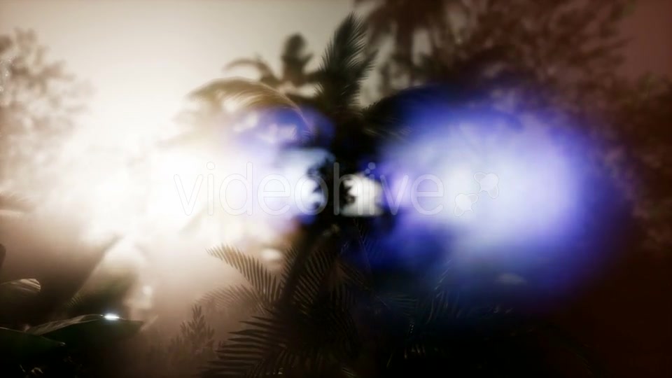 Sunset Beams Through Palm Trees - Download Videohive 21485367