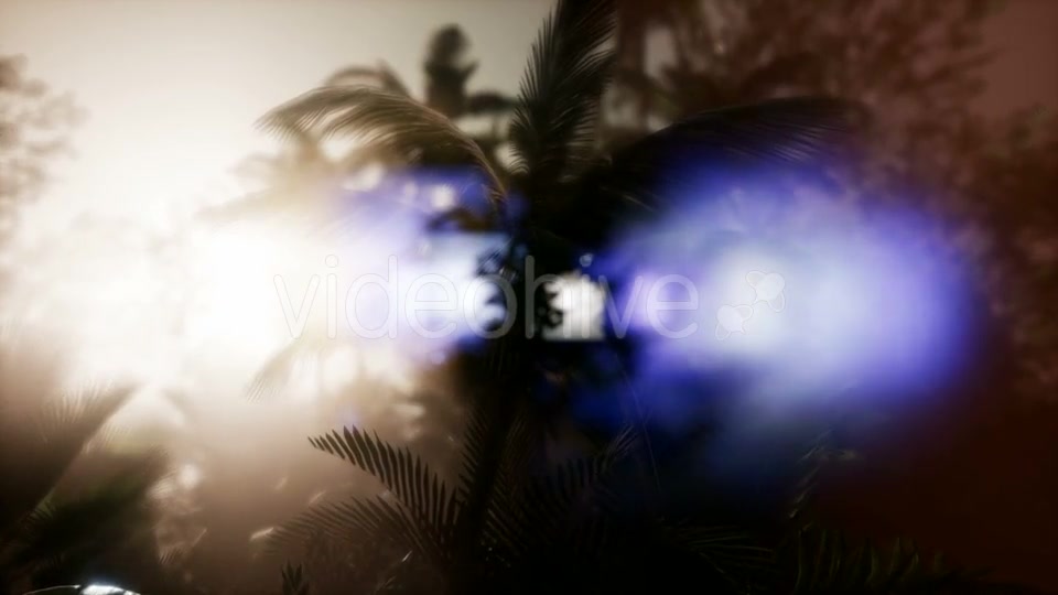 Sunset Beams Through Palm Trees - Download Videohive 21485367