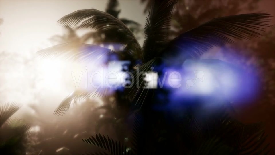 Sunset Beams Through Palm Trees - Download Videohive 21485367