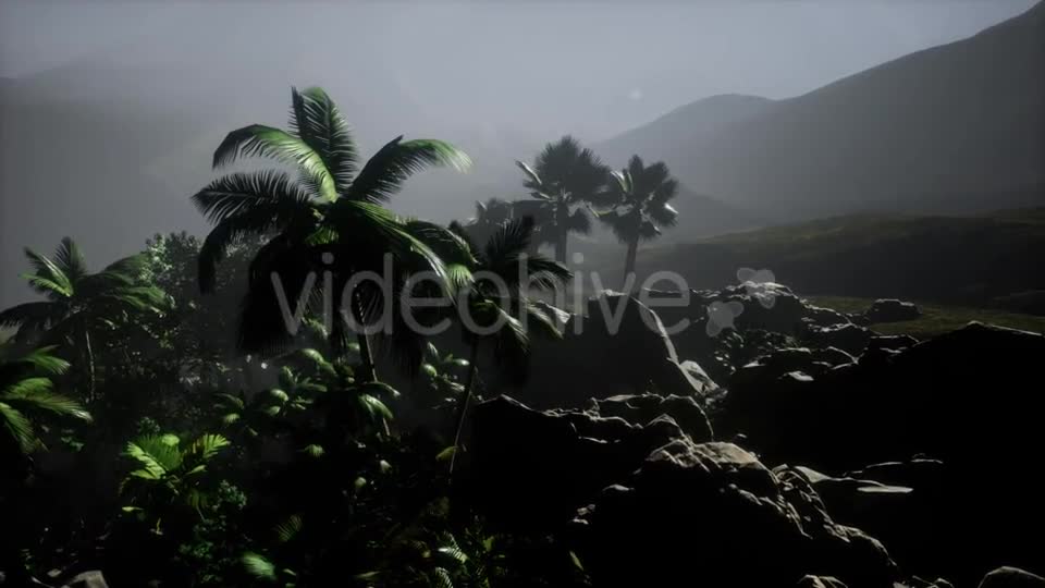 Sunset Beams Through Palm Trees - Download Videohive 21532040