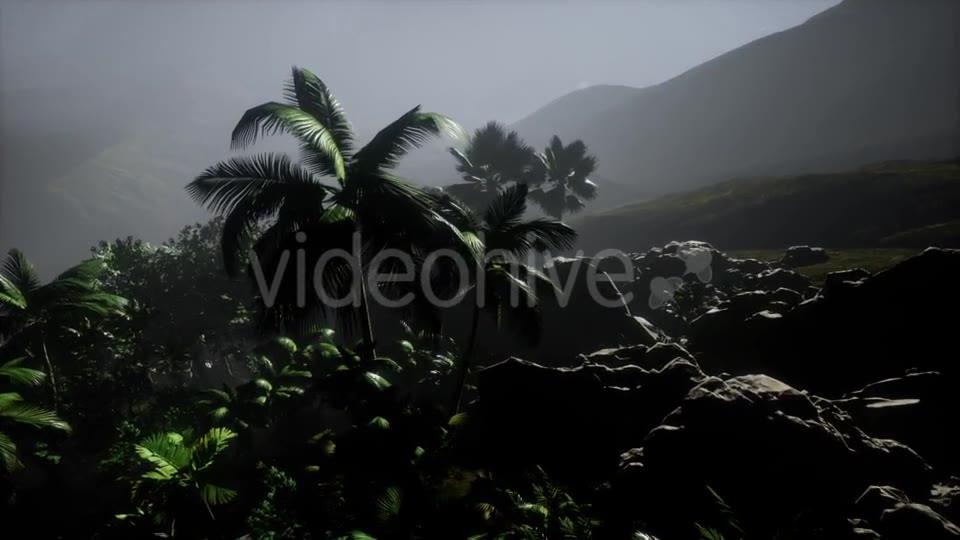 Sunset Beams Through Palm Trees - Download Videohive 21532040