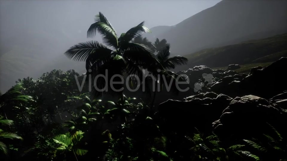 Sunset Beams Through Palm Trees - Download Videohive 21532040