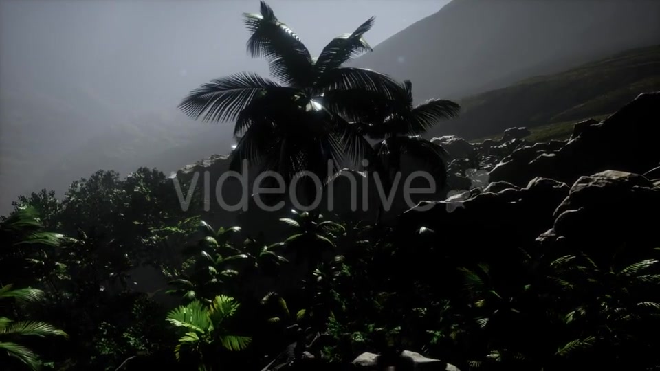 Sunset Beams Through Palm Trees - Download Videohive 21532040