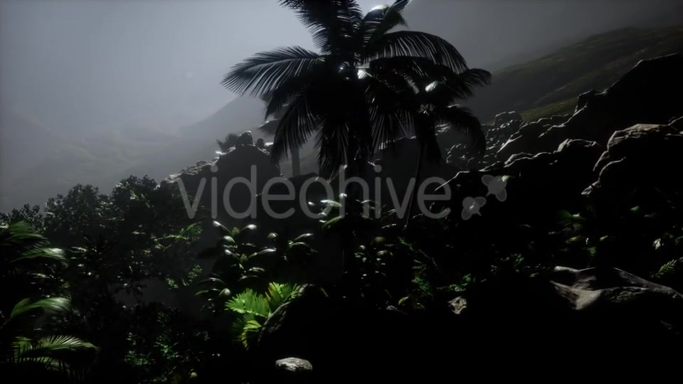 Sunset Beams Through Palm Trees - Download Videohive 21532040