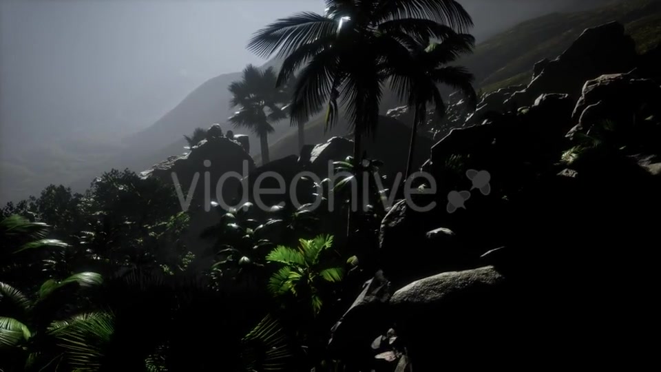 Sunset Beams Through Palm Trees - Download Videohive 21532040