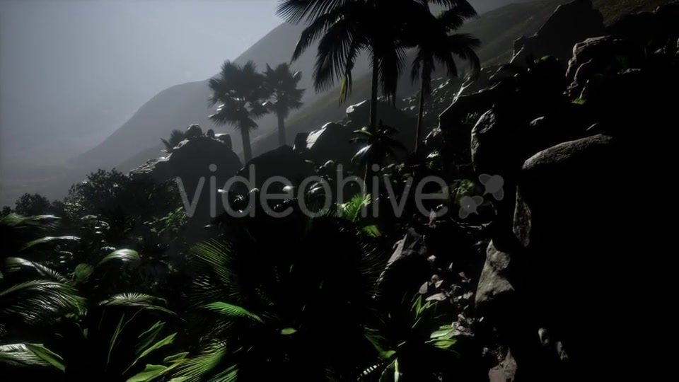 Sunset Beams Through Palm Trees - Download Videohive 21532040