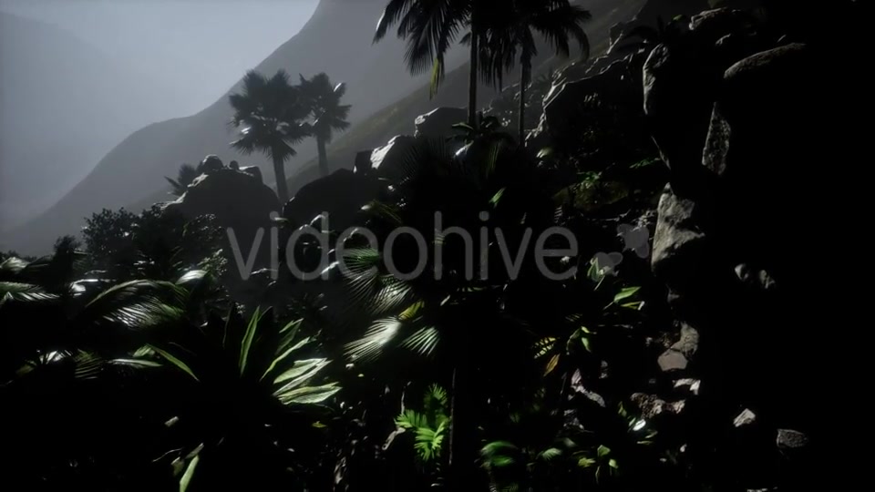 Sunset Beams Through Palm Trees - Download Videohive 21532040