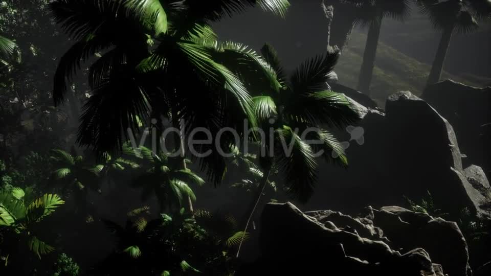 Sunset Beams Through Palm Trees - Download Videohive 21532044