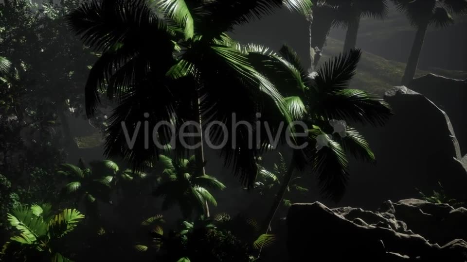 Sunset Beams Through Palm Trees - Download Videohive 21532044