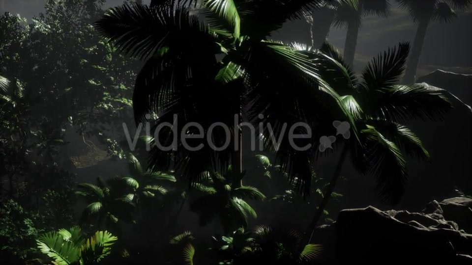 Sunset Beams Through Palm Trees - Download Videohive 21532044