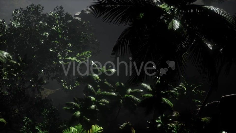 Sunset Beams Through Palm Trees - Download Videohive 21532044