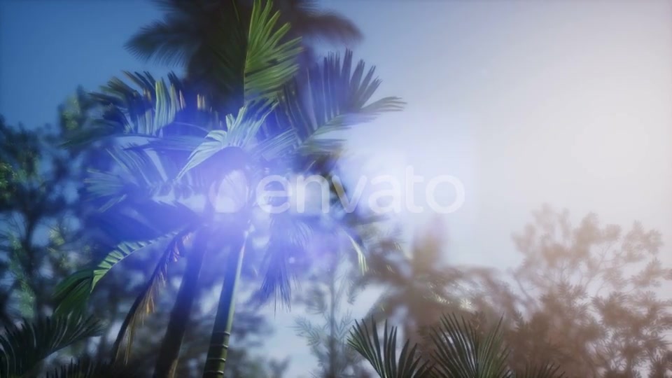 Sunset Beams Through Palm Trees - Download Videohive 21633698