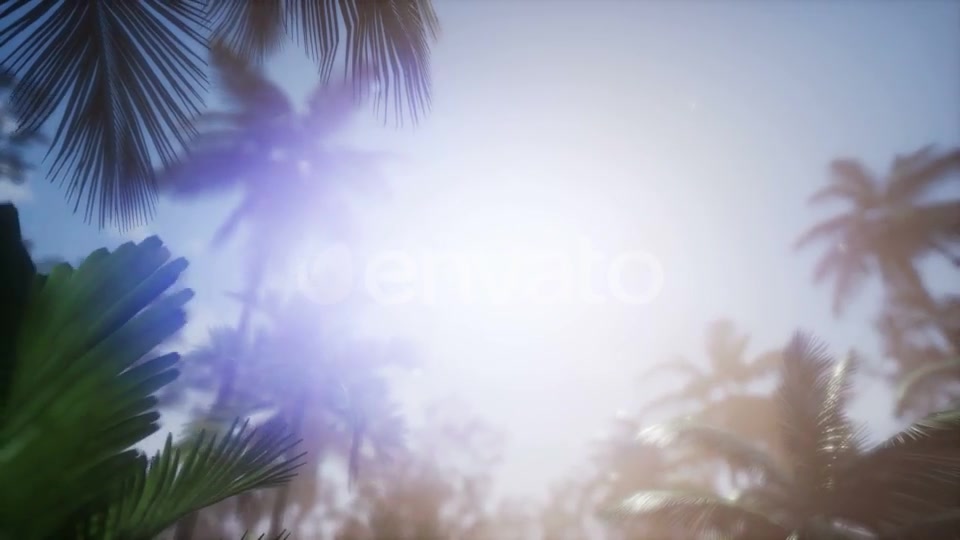 Sunset Beams Through Palm Trees - Download Videohive 21633698