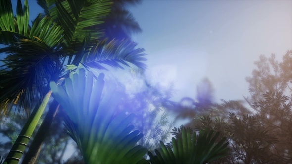 Sunset Beams Through Palm Trees - Download Videohive 21633698