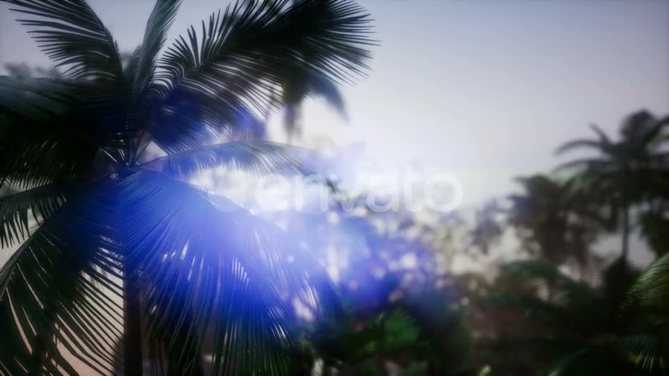 Sunset Beams Through Palm Trees - Download Videohive 21633869