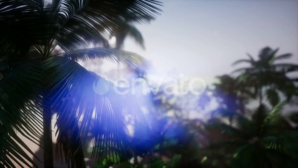 Sunset Beams Through Palm Trees - Download Videohive 21633869