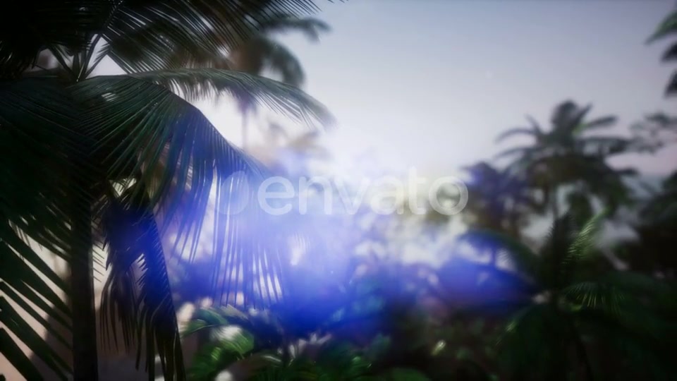 Sunset Beams Through Palm Trees - Download Videohive 21633869