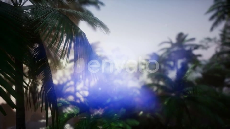 Sunset Beams Through Palm Trees - Download Videohive 21633869