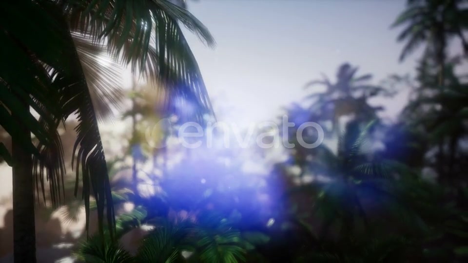 Sunset Beams Through Palm Trees - Download Videohive 21633869