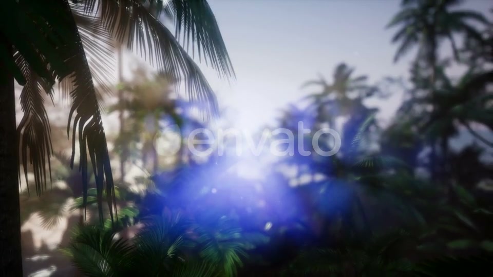 Sunset Beams Through Palm Trees - Download Videohive 21633869