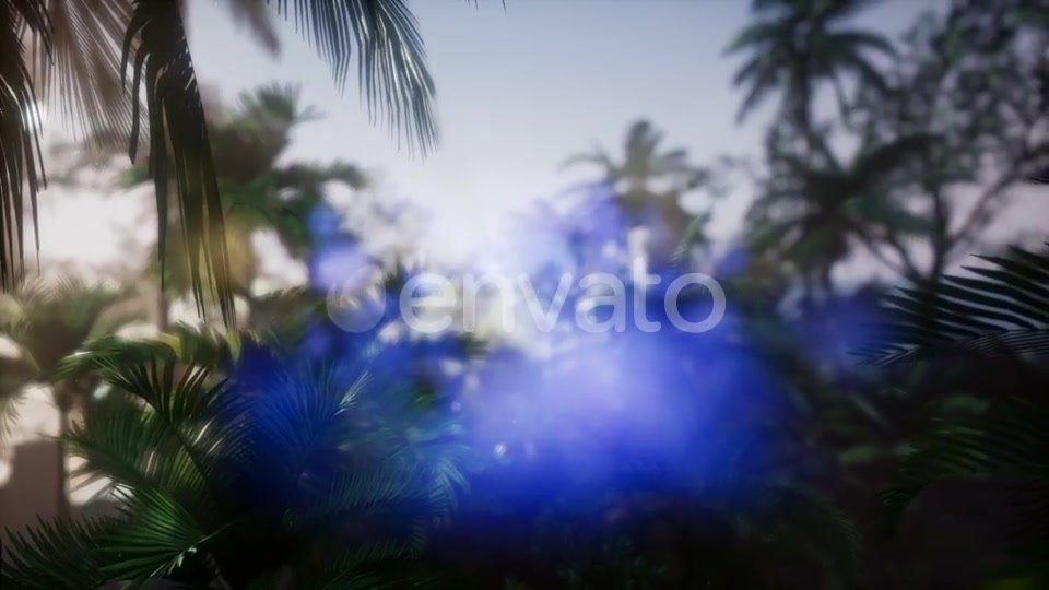 Sunset Beams Through Palm Trees - Download Videohive 21633869