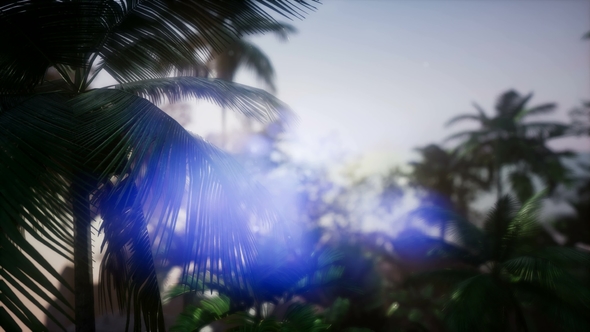 Sunset Beams Through Palm Trees - Download Videohive 21633869