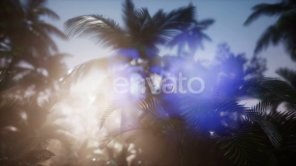Sunset Beams Through Palm Trees - Download Videohive 21672951