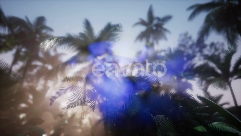 Sunset Beams Through Palm Trees - Download Videohive 21672951