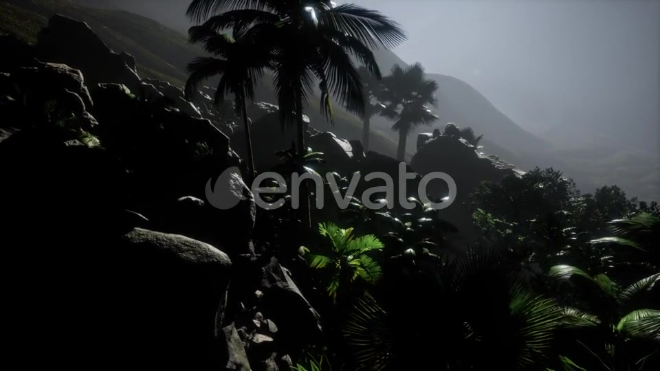 Sunset Beams Through Palm Trees - Download Videohive 21673003