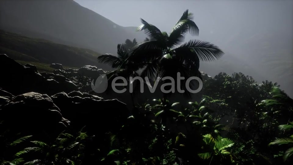 Sunset Beams Through Palm Trees - Download Videohive 21673003