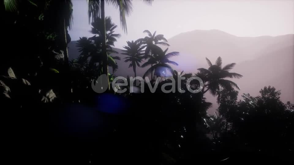 Sunset Beams Through Palm Trees - Download Videohive 21722458