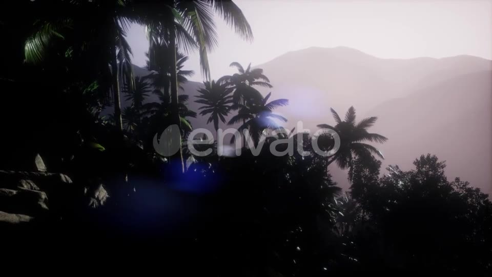 Sunset Beams Through Palm Trees - Download Videohive 21722458