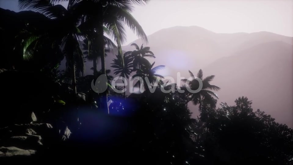 Sunset Beams Through Palm Trees - Download Videohive 21722458