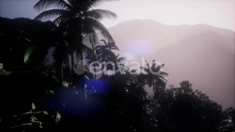 Sunset Beams Through Palm Trees - Download Videohive 21722458