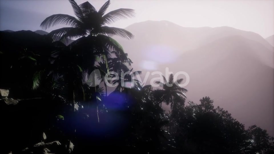 Sunset Beams Through Palm Trees - Download Videohive 21722458