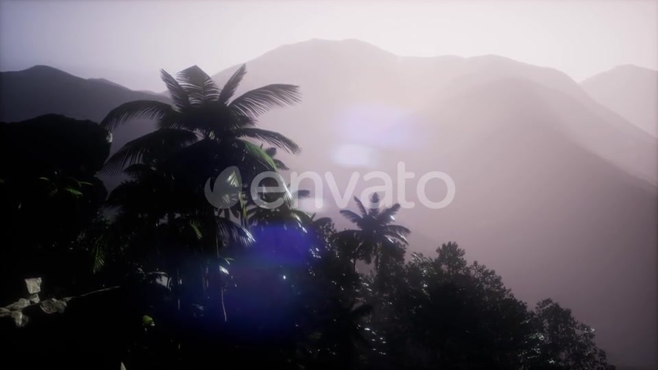 Sunset Beams Through Palm Trees - Download Videohive 21722458