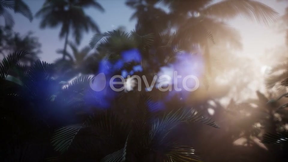 Sunset Beams Through Palm Trees - Download Videohive 21722570