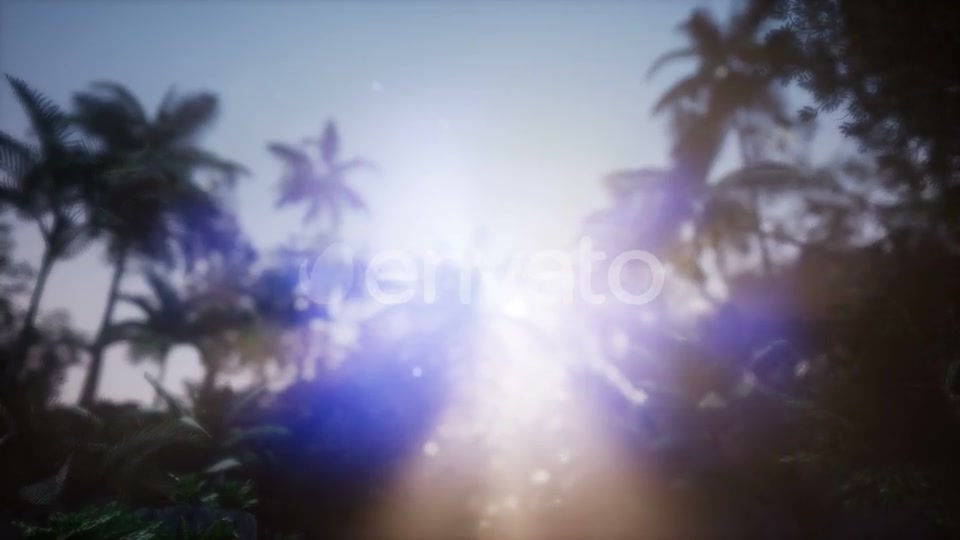 Sunset Beams Through Palm Trees - Download Videohive 21722570