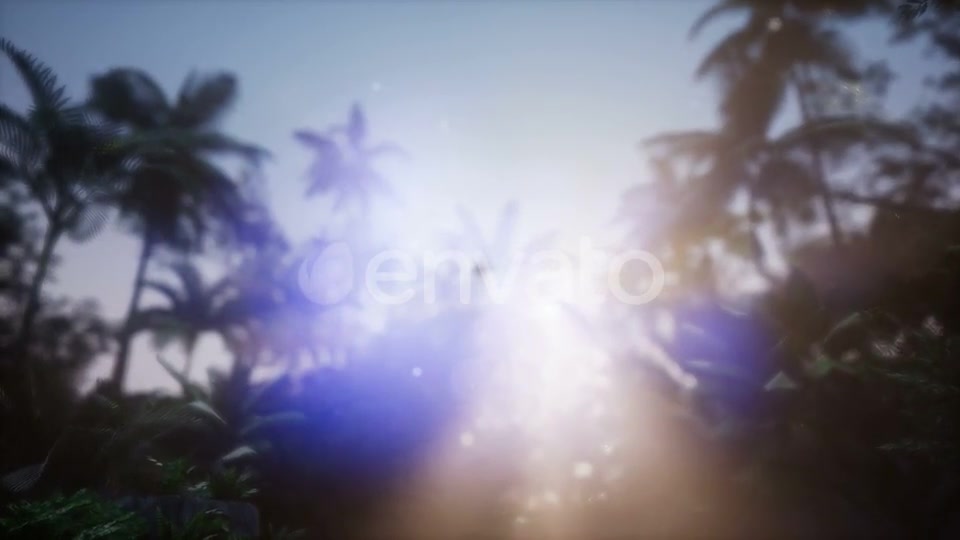 Sunset Beams Through Palm Trees - Download Videohive 21722570