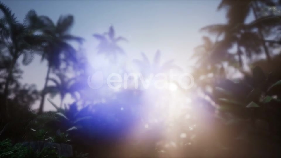 Sunset Beams Through Palm Trees - Download Videohive 21722570