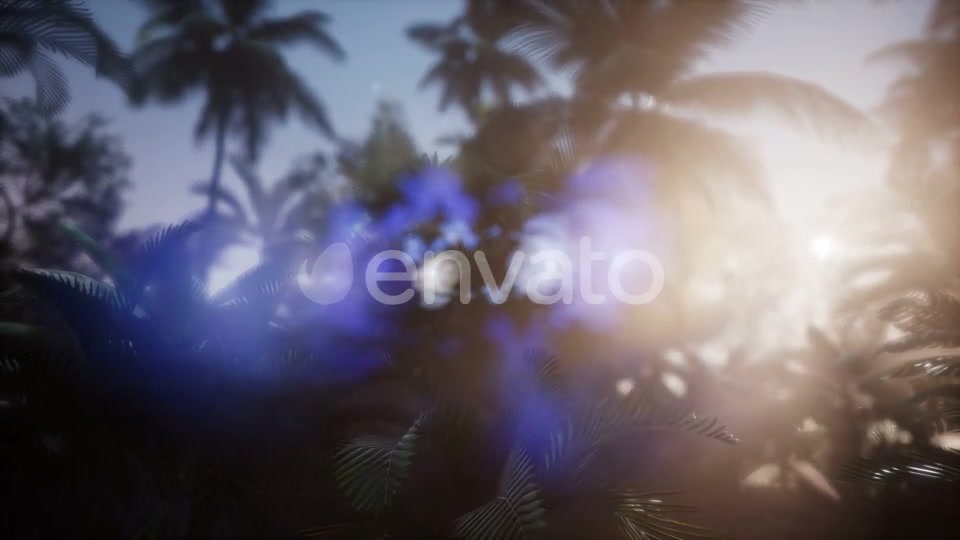 Sunset Beams Through Palm Trees - Download Videohive 21722570