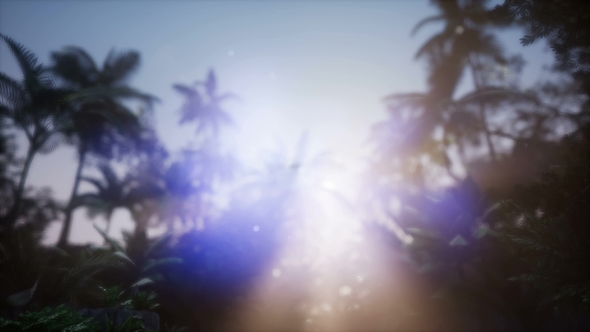 Sunset Beams Through Palm Trees - Download Videohive 21722570