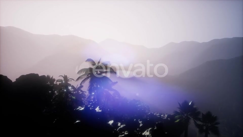 Sunset Beams Through Palm Trees - Download Videohive 21722812